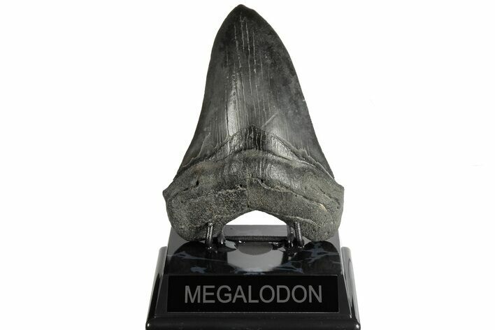 Fossil Megalodon Tooth - South Carolina #185219